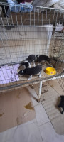 /album/110/503704714-2426196621099845-505580102084552813-n-jpg2/