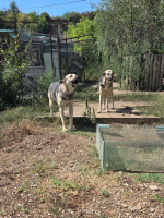 /album/augustus-20253/24b75a31-eb0a-4919-97e4-ae2b75ea7e49-jpeg2/