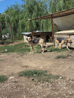 /album/augustus-20254/3a087c46-007b-4a0e-9c4f-990ce7b48708-jpeg/