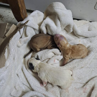 /album/187/565372867-2553676041685235-8134441111845801926-n-jpg/