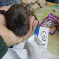 /album/188/568343706-2554713454914827-7846077870646787184-n-jpg/