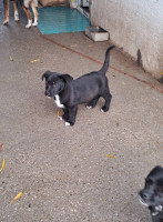 /album/101/586004031-2586393975080108-7826286226676015433-n-jpg/