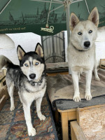 /album/188/590266349-10235408460104102-8512532442577944155-n-jpg/