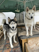 /album/188/590345268-10235408459544088-3131025721243051900-n-jpg/