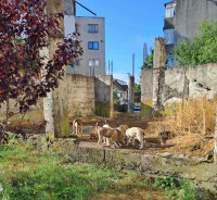 /album/249/558973511-1164403095787755-6083801136352383454-n-jpg/