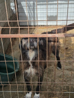 /album/17-11-20257/bad6fe80-0c9f-4516-b8e6-db1bf4c951d7-jpeg/