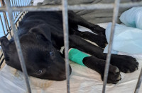 /album/164/492520183-1037233865171346-8967524187001384217-n-jpg/