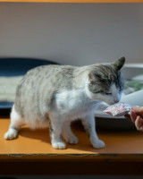 /album/24-02-2026/84359c3c-0025-4077-9621-cdcc417dde96-jpeg/