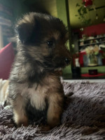 /album/193/591466012-10235421568471803-6899189792104478238-n-jpg/