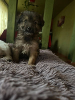 /album/193/592659939-10235421568271798-5176618688485651887-n-jpg/