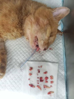 /album/80/649073270-27226276603638928-6467163778248993505-n-jpg/