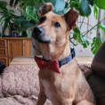 Dingo