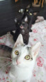 /album/06-07-2026/c3e86fa3-d0cb-4911-a9f1-d978bf17e34b-jpeg/